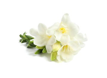 Beautiful tender freesia flowers on white background