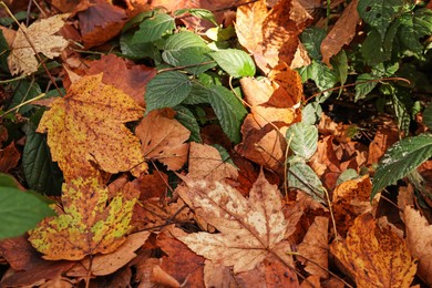 Photo of Green bush covered with fallen autumn leaves outdoors on sunny day