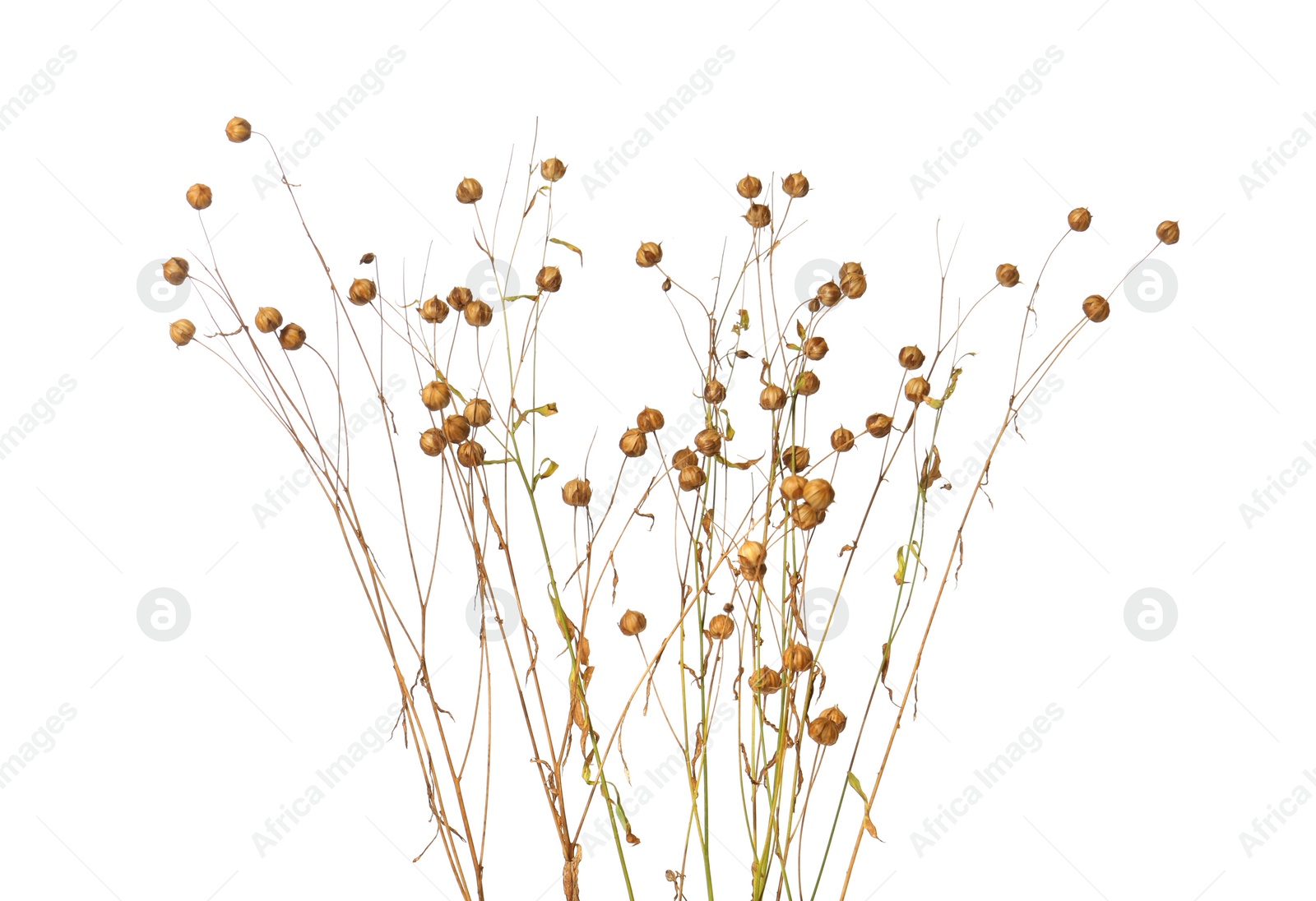 Photo of Beautiful dry flax plants isolated on white