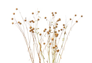 Photo of Beautiful dry flax plants isolated on white