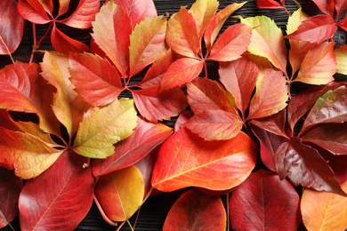 Many autumn leaves as background, top view