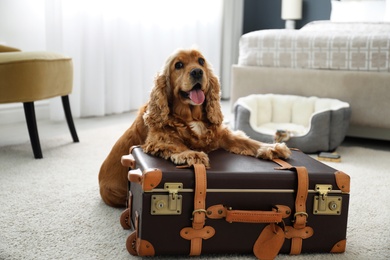 Photo of Cute English Cocker Spaniel and suitcase indoors. Pet friendly hotel