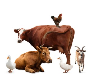 Group of different farm animals on white background 