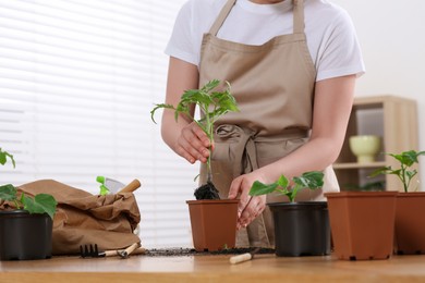 Woman planting seedling into pot at wooden table in room, closeup