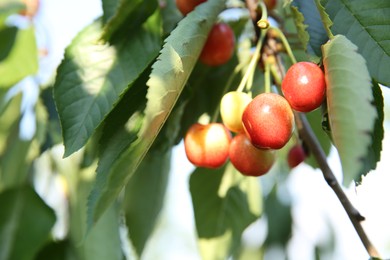 Photo of Cherry tree with green leaves and unripe berries growing outdoors