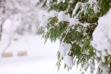 Fir tree branch covered with snow in winter park, space for text
