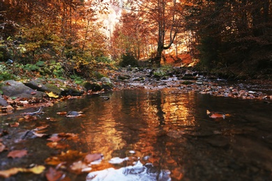 Clear stream running through beautiful autumn forest