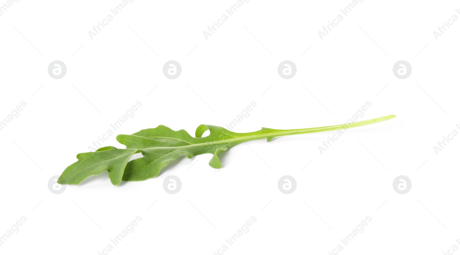 Photo of Leaf of fresh arugula isolated on white