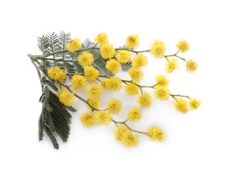 Photo of Beautiful mimosa branch with yellow flowers on white background