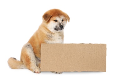 Image of Cute Akita Inu puppy and blank piece of cardboad on white background. Lonely pet 