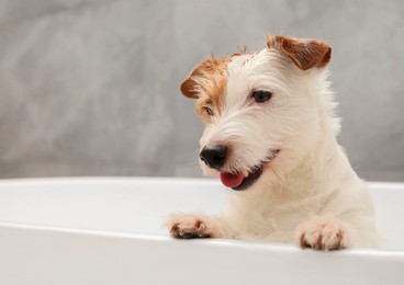 Photo of Portrait of cute dog with shampoo foam on head in bath tub indoors. Space for text
