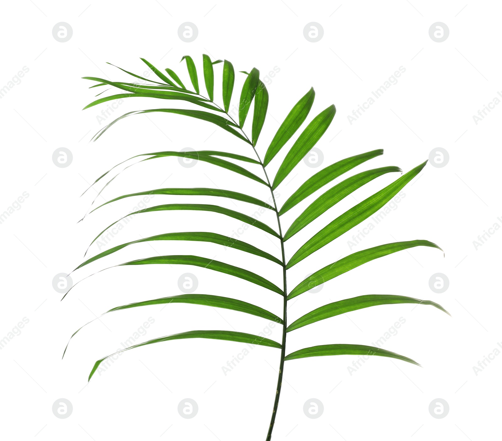 Photo of Beautiful tropical palm leaf on white background. Beach object