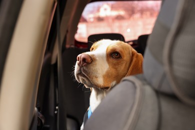 Photo of Cute Beagle dog in car. Adorable pet