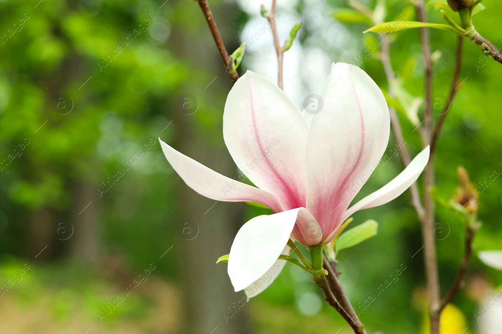 Photo of Magnolia tree with beautiful flower on blurred background, closeup