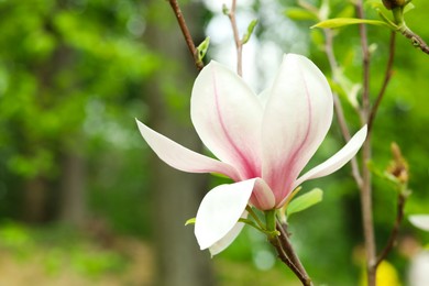 Photo of Magnolia tree with beautiful flower on blurred background, closeup