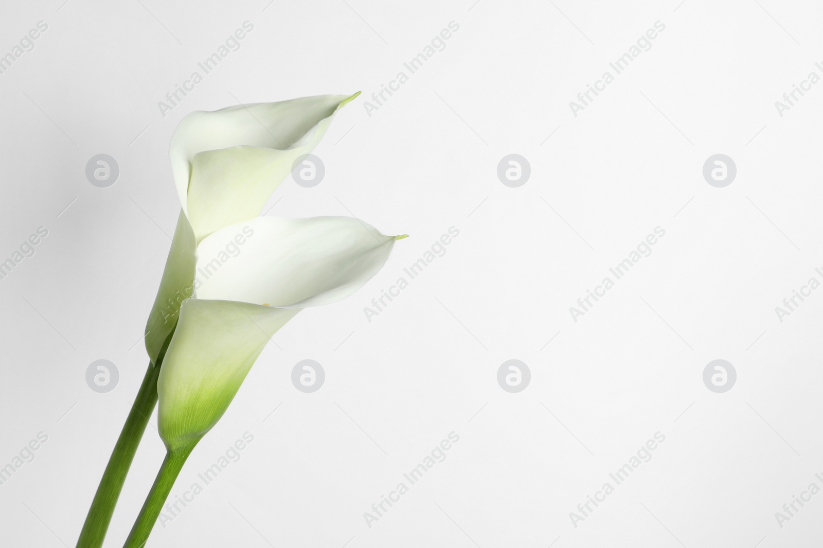 Photo of Beautiful calla lily flowers on white background. Space for text