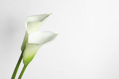 Photo of Beautiful calla lily flowers on white background. Space for text