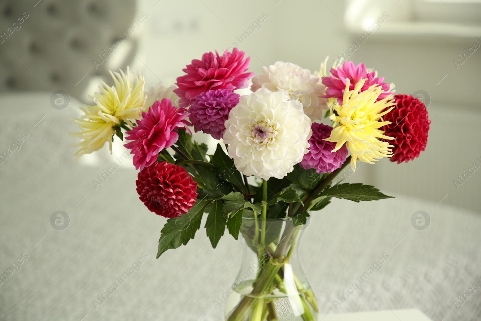 Bouquet of beautiful Dahlia flowers in vase at home Photo of Bouquet of beautiful Dahlia flowers in vase at home