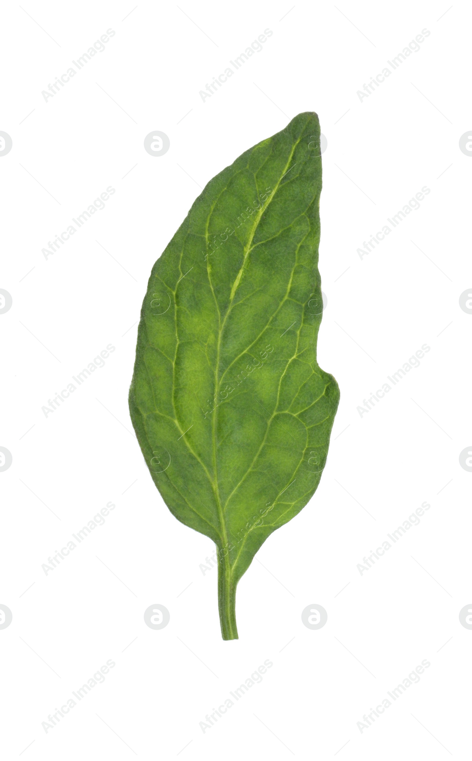 Photo of One green leaf of cherry tomato isolated on white
