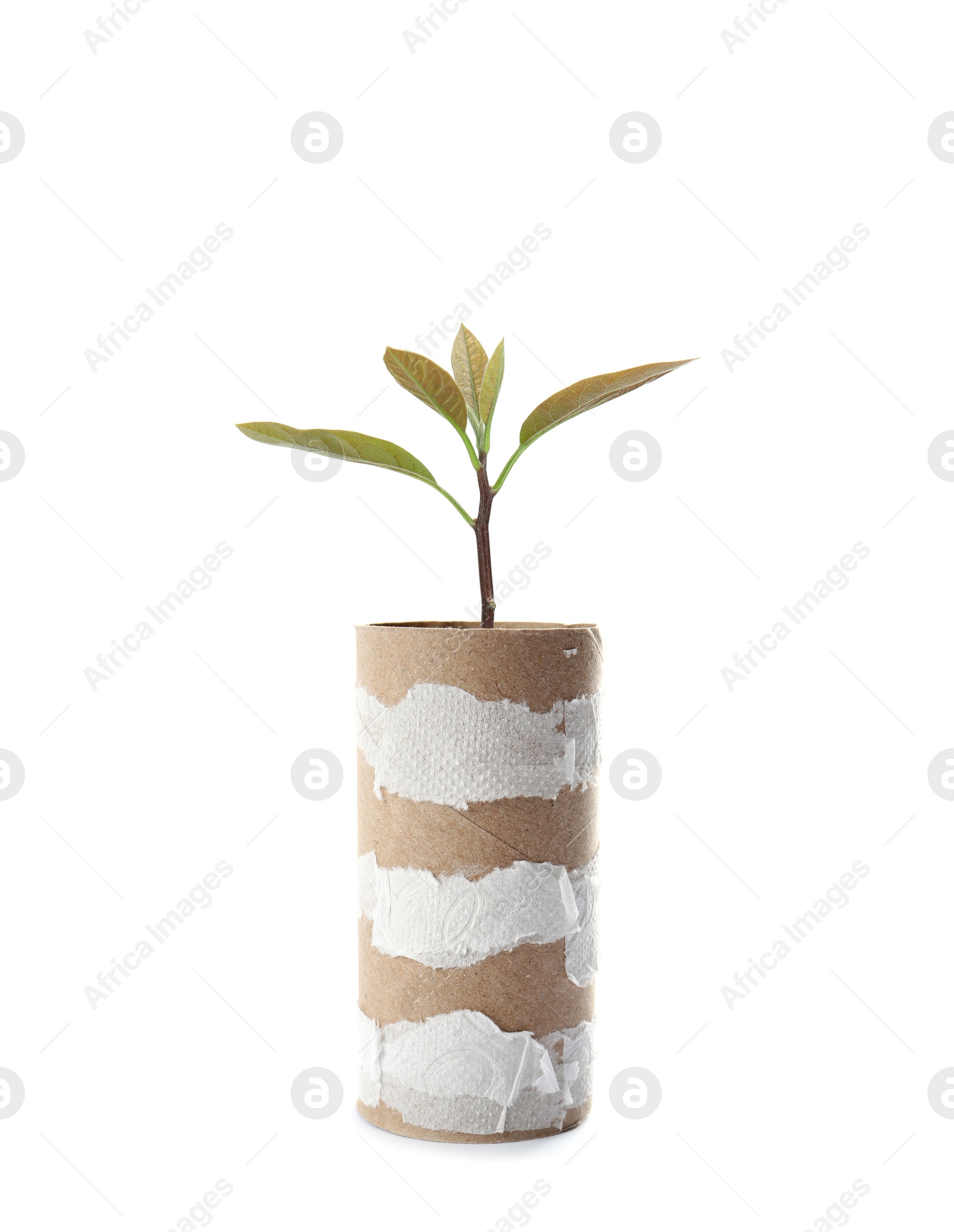 Image of Empty toilet paper roll and plant on white background