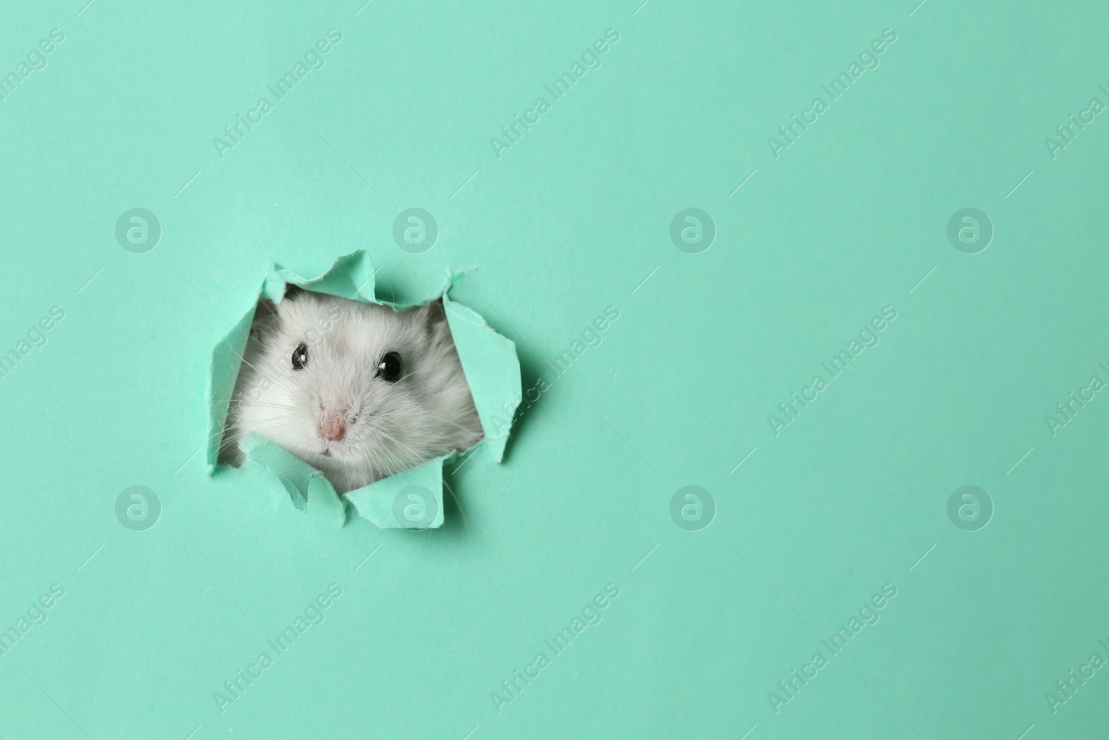 Photo of Cute funny pearl hamster looking out of hole in turquoise paper, space for text