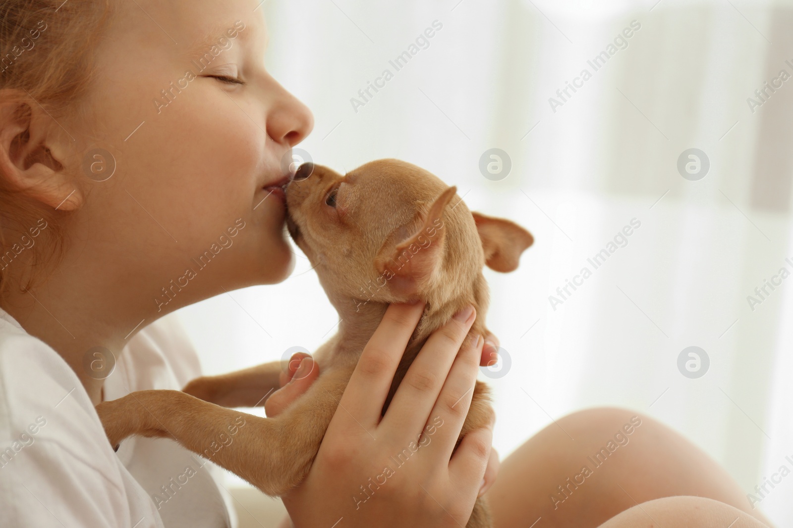 Photo of Little girl with her Chihuahua puppy indoors, closeup. Baby animal