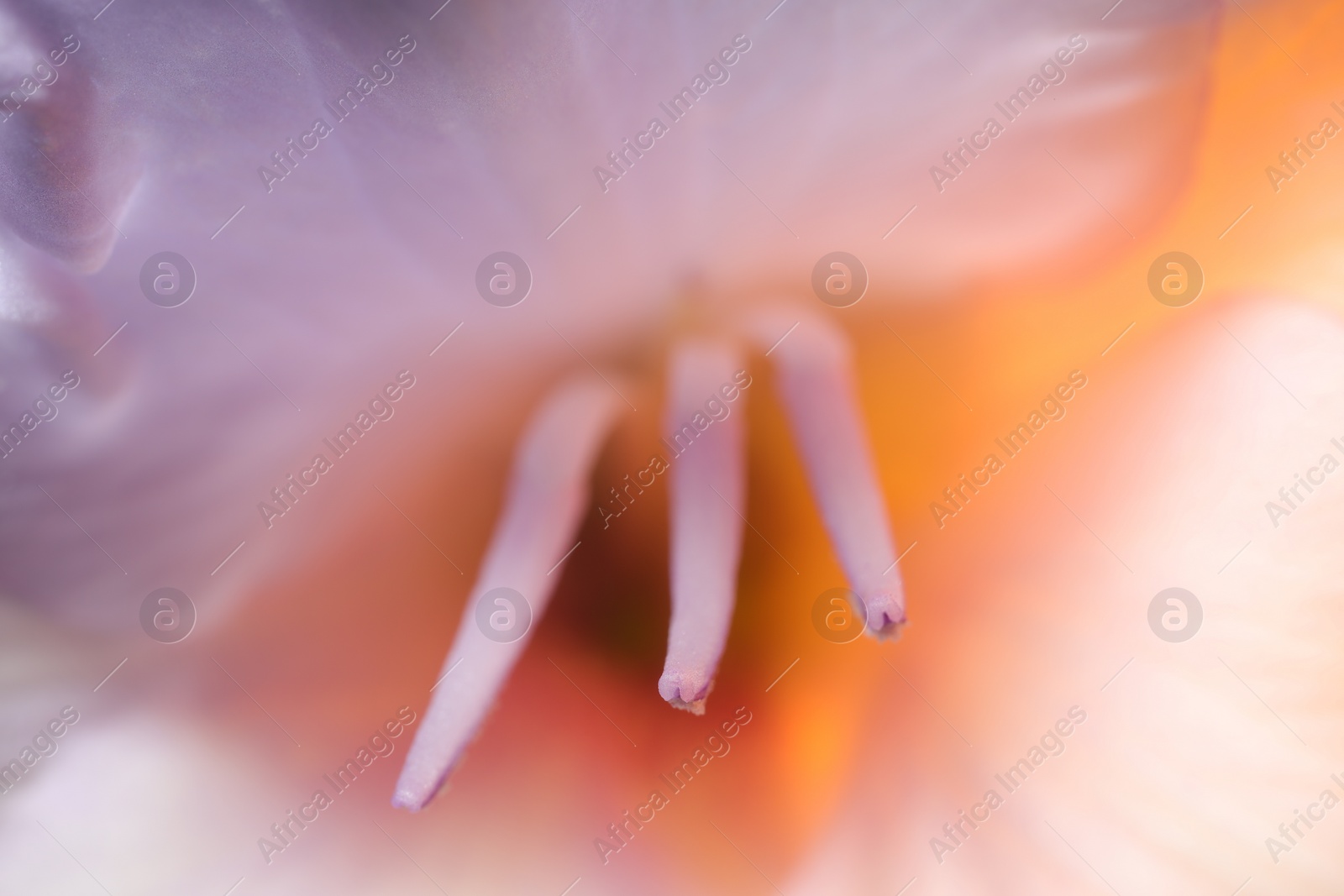 Photo of Beautiful lilac Gladiolus flower as background, macro view