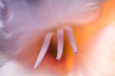 Beautiful lilac Gladiolus flower as background, macro view