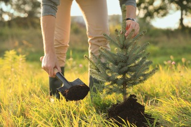 Photo of Man planting conifer tree in meadow on sunny day, closeup