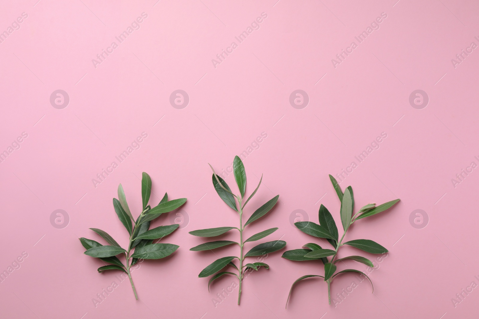 Photo of Twigs with fresh green olive leaves and space for text on color background, flat lay