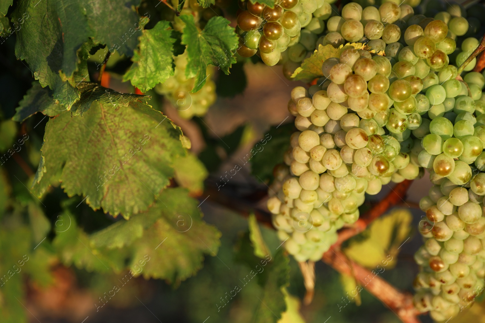 Photo of Fresh ripe juicy grapes growing in vineyard