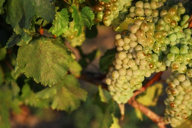 Fresh ripe juicy grapes growing in vineyard