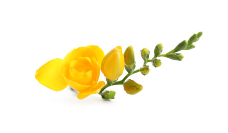 Photo of Beautiful yellow freesia flowers on white background