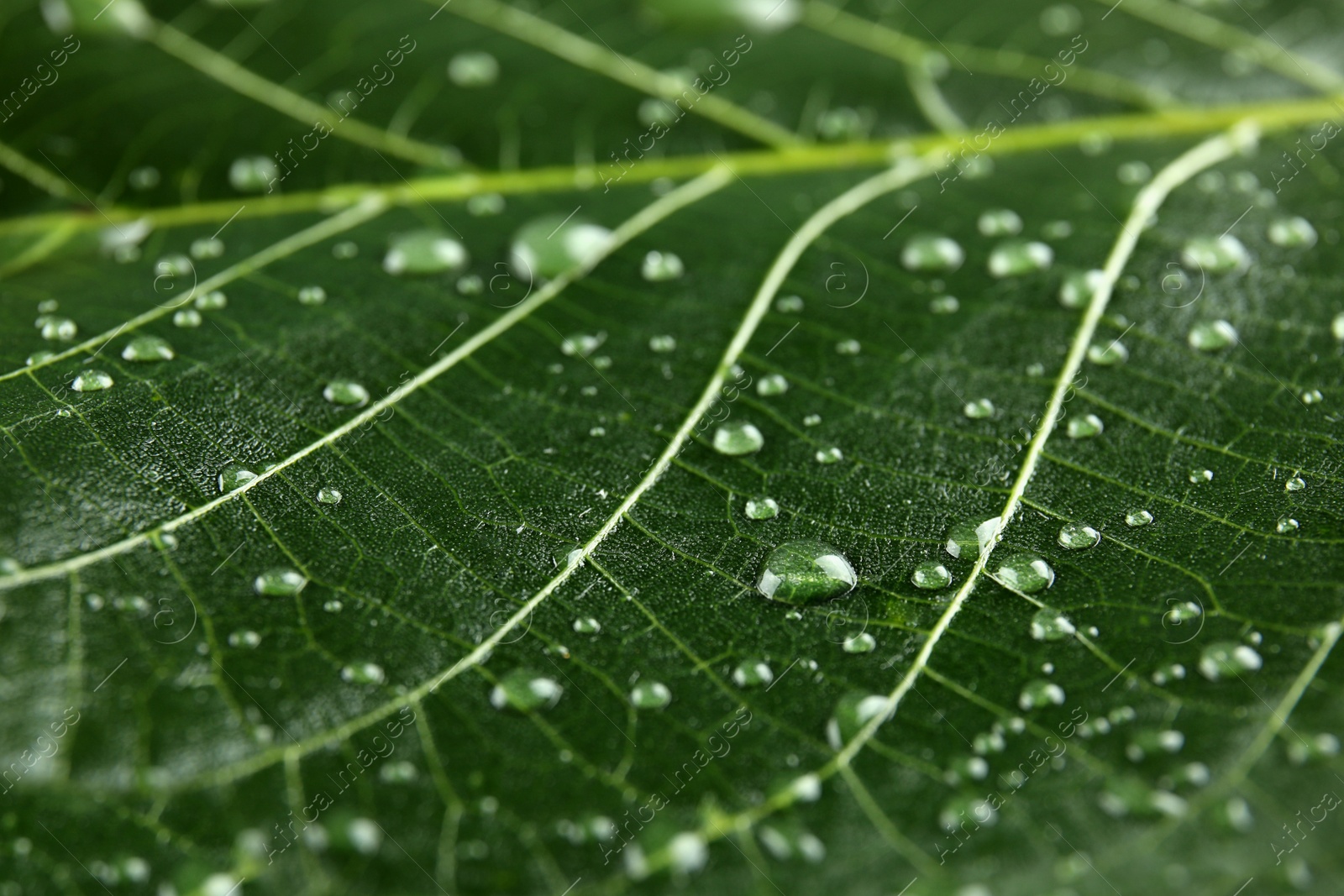 Photo of Beautiful green leaf with water drops, closeup