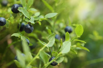 Ripe bilberries growing in forest, closeup. Space for text