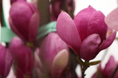 Closeup view of beautiful blooming magnolia tree outdoors. Space for text