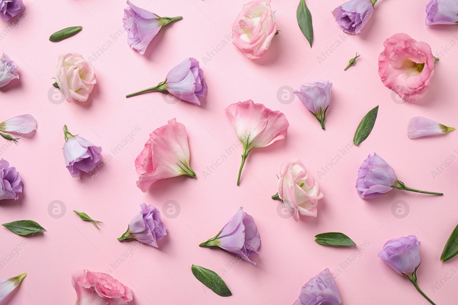 Photo of Flat lay composition with beautiful Eustoma flowers on pink background