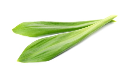 Leaves of wild garlic or ramson isolated on white