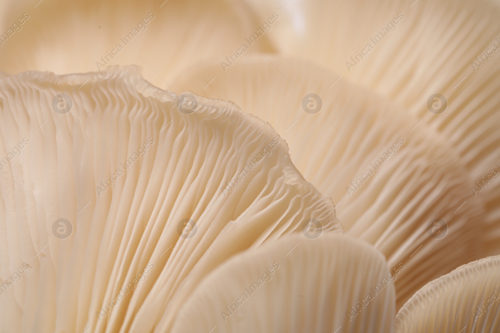 Photo of Fresh oyster mushrooms as background, macro view