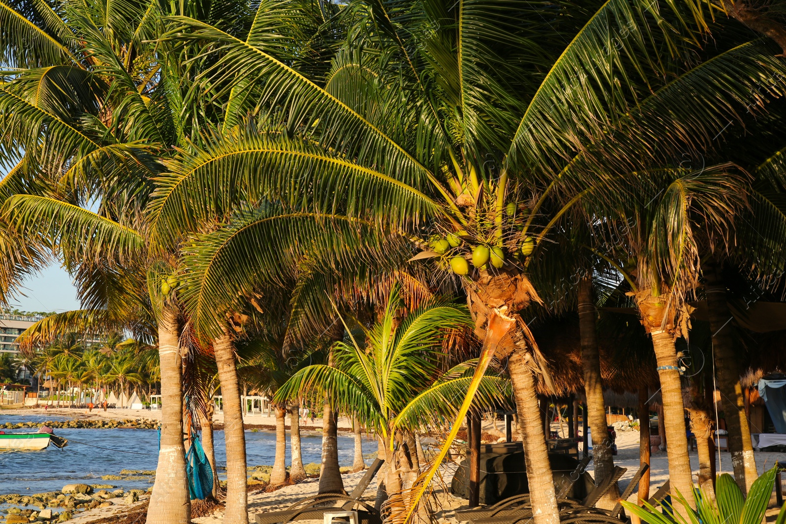 Photo of Picturesque view of palm trees and sea coast on sunny day