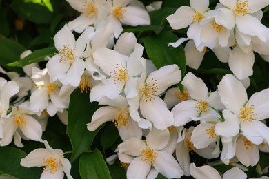 Photo of Closeup view of beautiful blooming white jasmine shrub outdoors