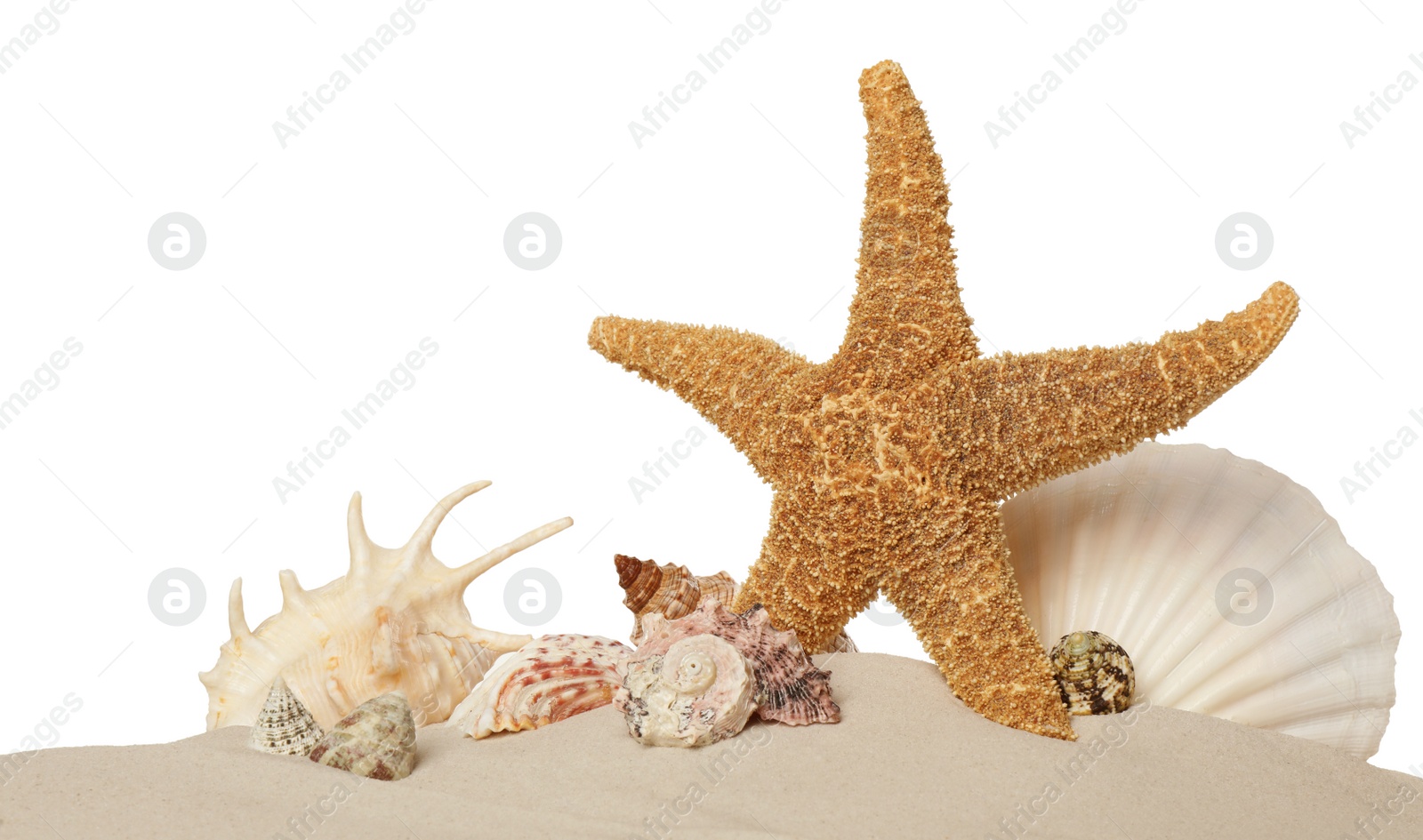 Photo of Beautiful starfish and sea shells in sand on white background