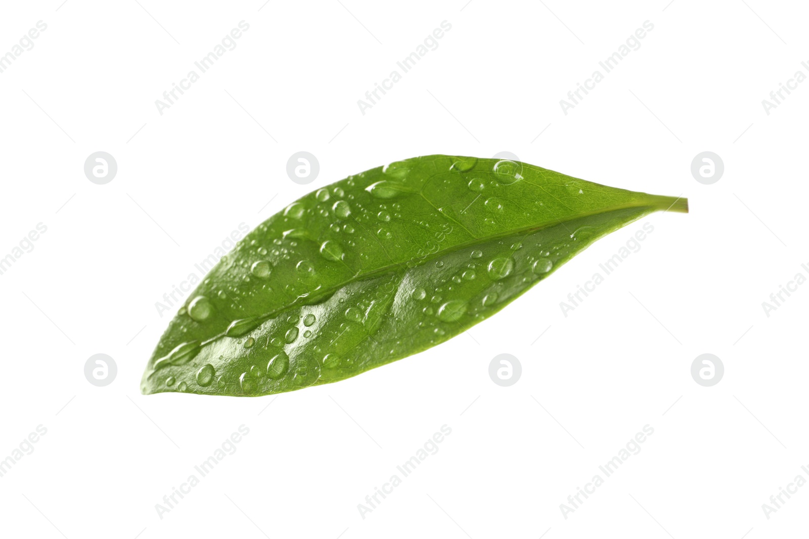 Photo of Fresh green coffee leaf with water drops isolated on white