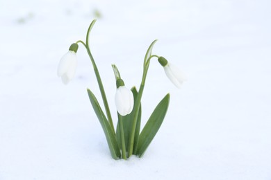 Beautiful blooming snowdrops growing in snow outdoors. Spring flowers