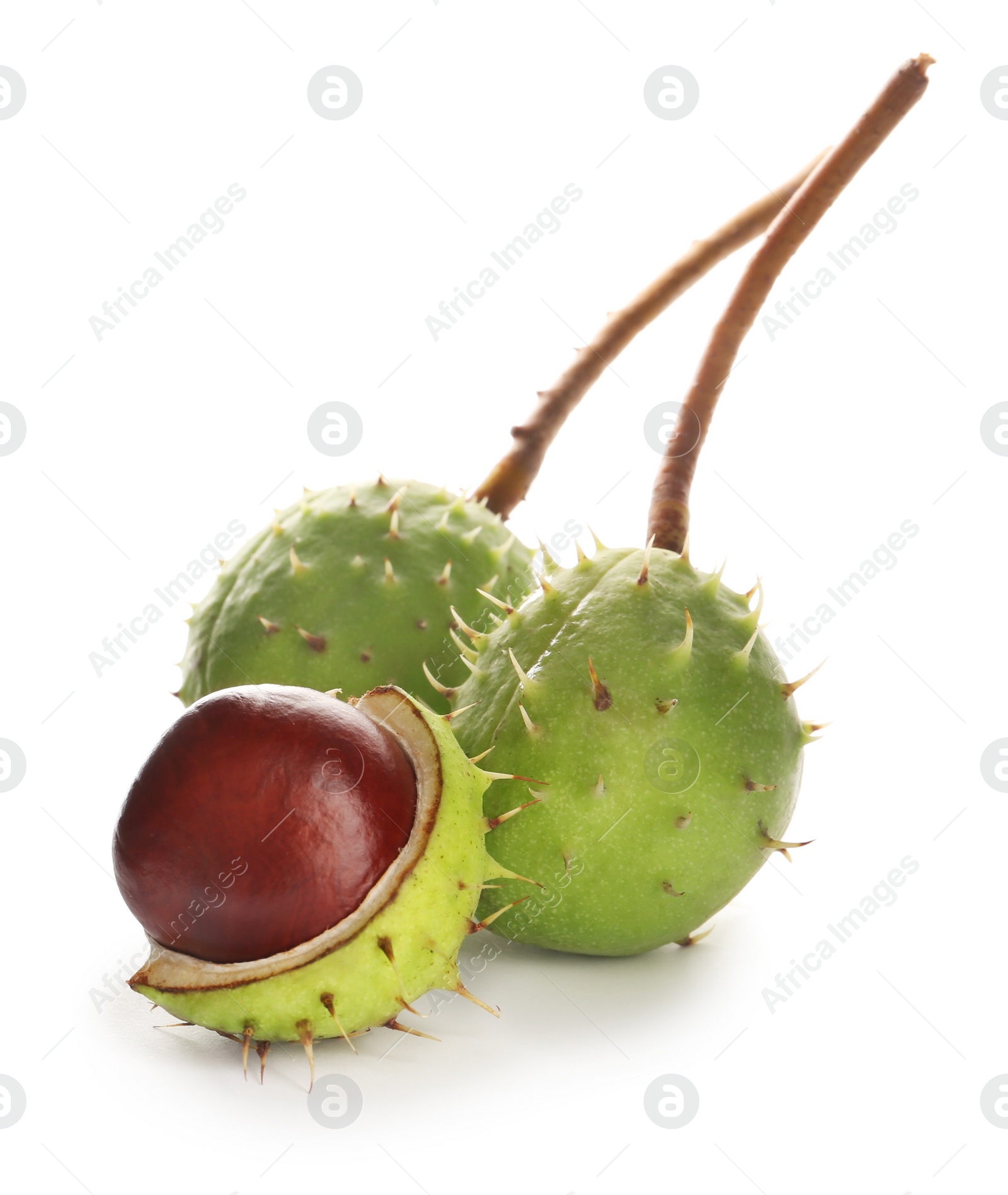 Photo of Horse chestnuts in pods isolated on white