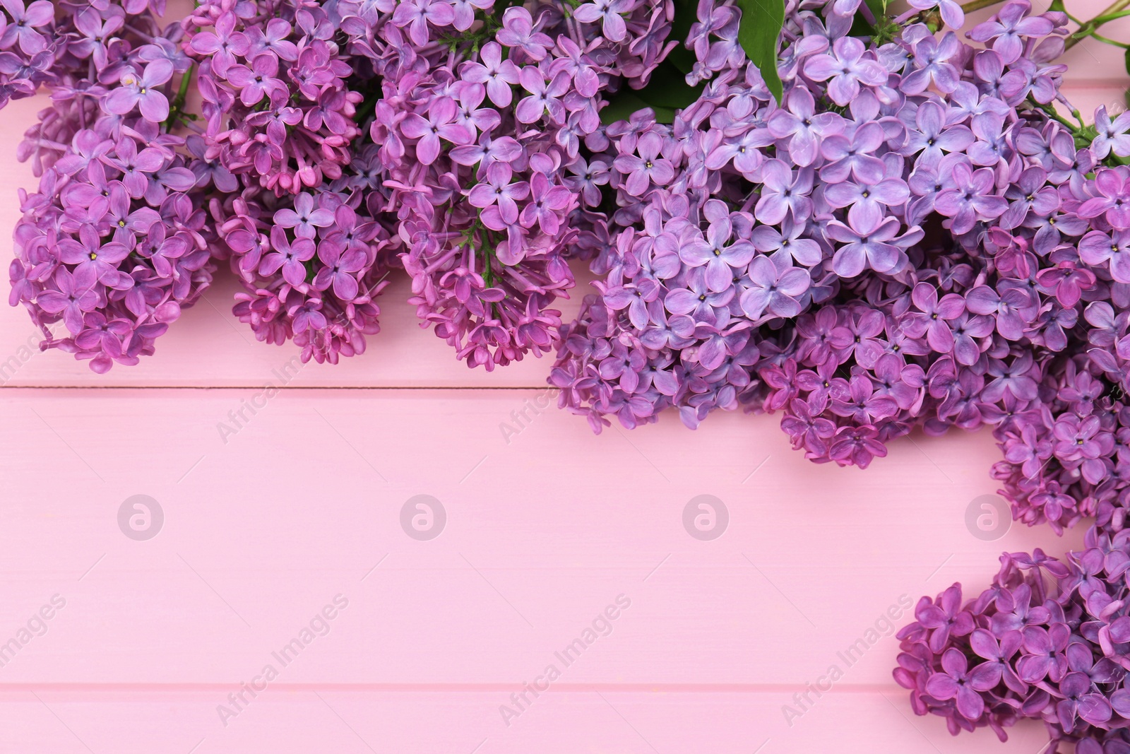 Photo of Beautiful lilac flowers on pink wooden background, top view with space for text