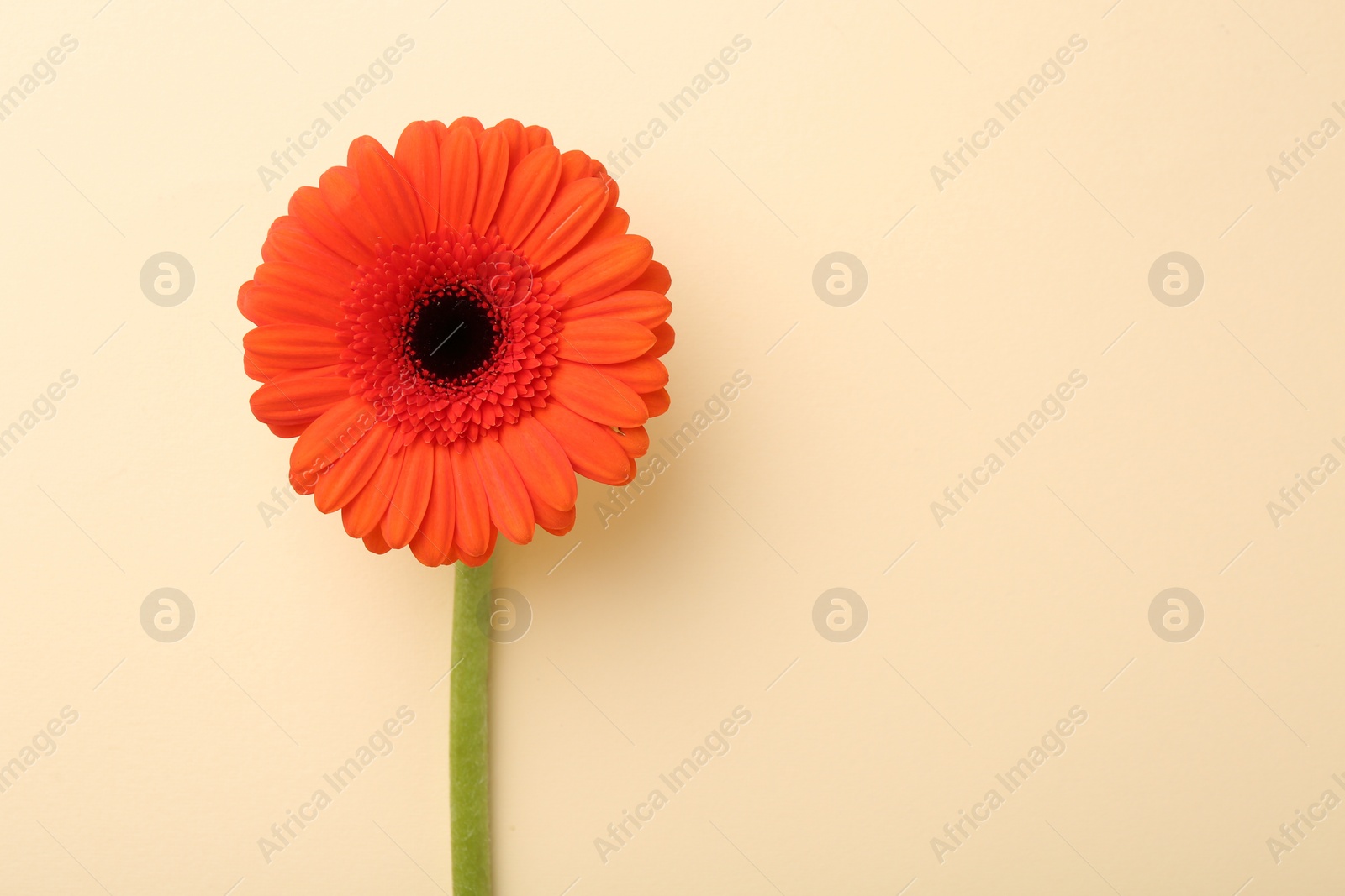 Photo of Beautiful orange gerbera flower on beige background, top view. Space for text