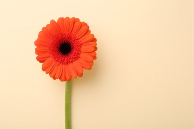 Photo of Beautiful orange gerbera flower on beige background, top view. Space for text