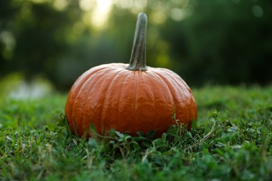 Fresh ripe orange pumpkin on green grass