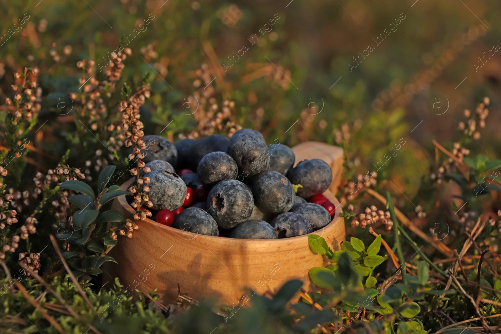 Photo of Wooden mug full of fresh ripe blueberries and lingonberries in grass